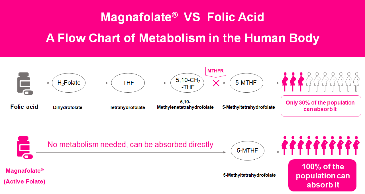 Et flytskjema over metabolisme i menneskekroppen, Active Folate VS Folic Acid
