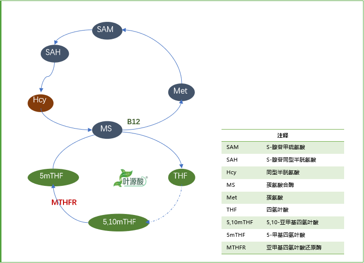MTHFR-genotype forårsaker unormalt folatmetabolisme og relatert sykdomsmekanisme