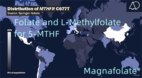Folat og L-metylfolat for 5-MTHF