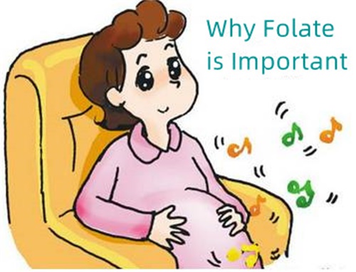 Hvorfor er folat viktig?