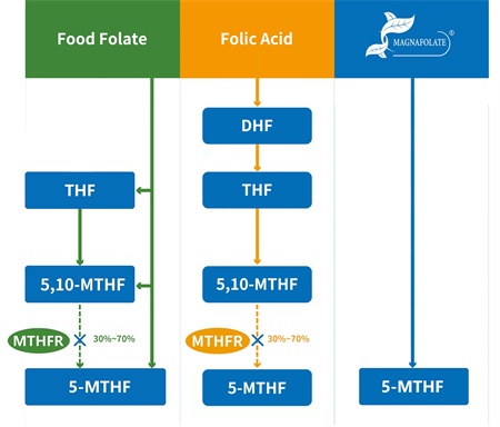 Hva er 5-metyltetrahydrofolat?