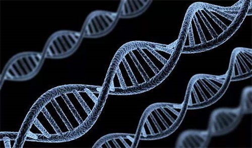 Unormale folatmetaboliserende enzymgenotyper er hovedårsaken til folatmetabolismeforstyrrelser